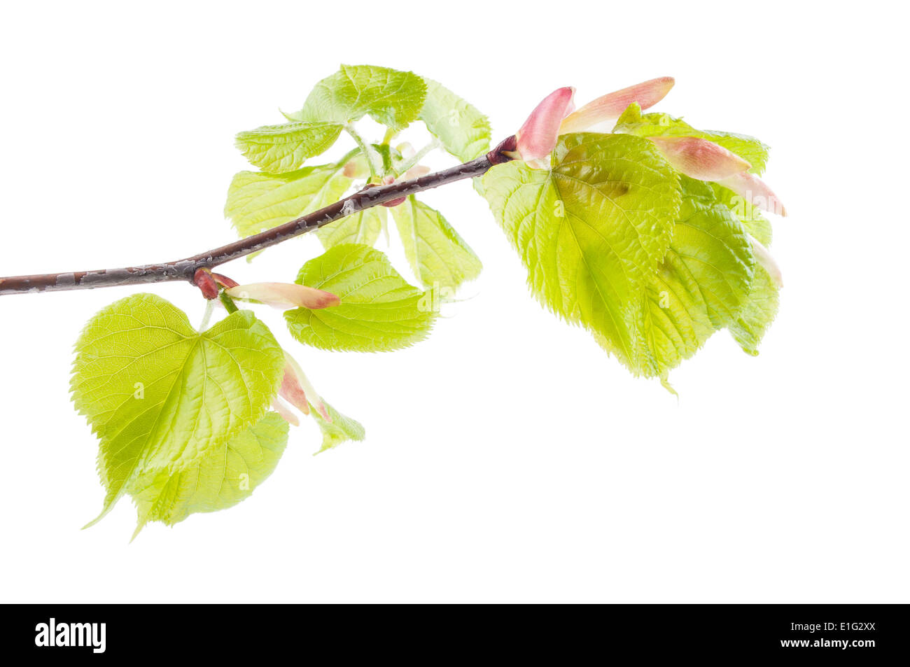 First spring leaves on a twig isolated on white Stock Photo - Alamy