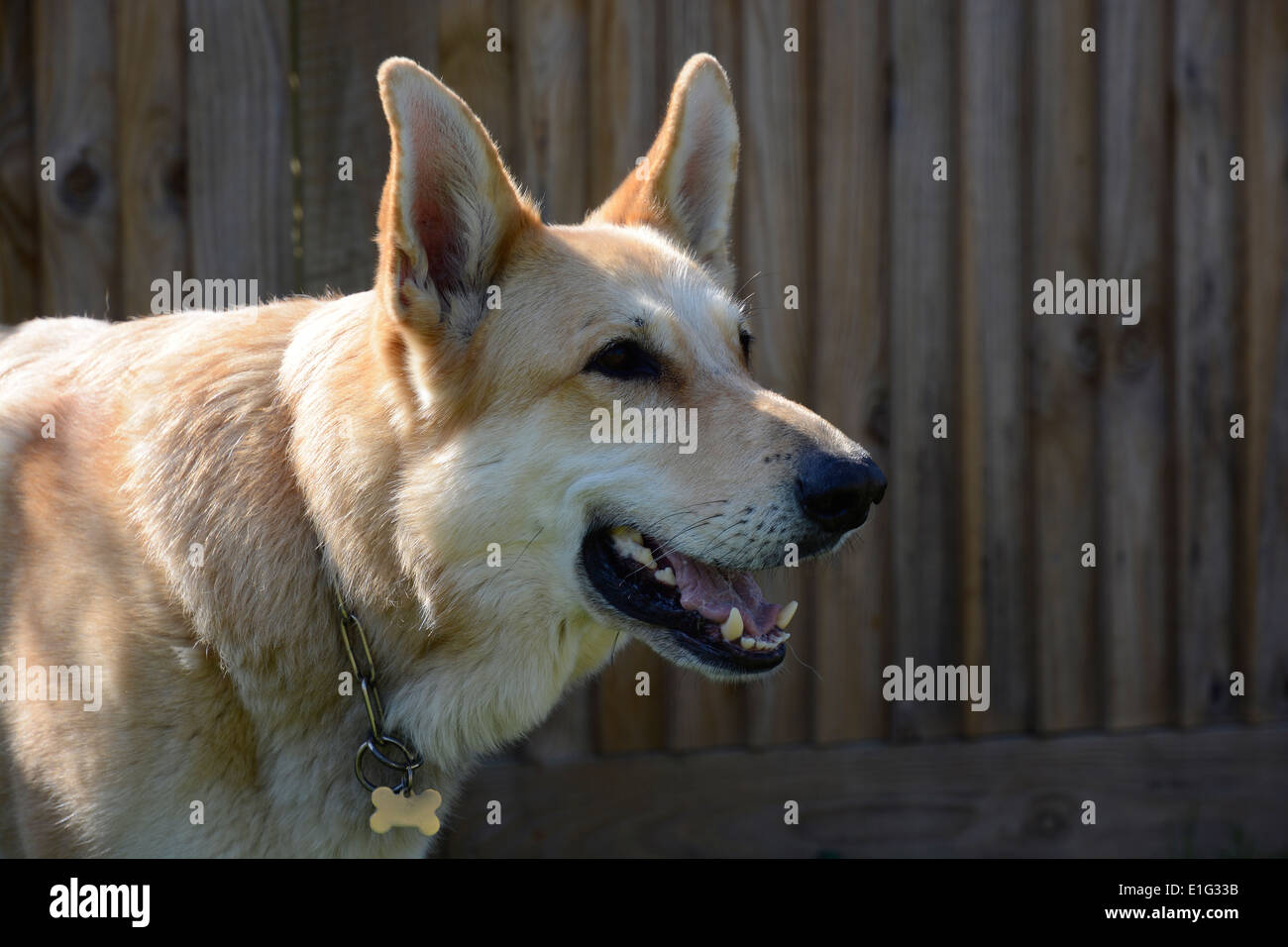 Blond haired German Shepherd dog Stock Photo Alamy