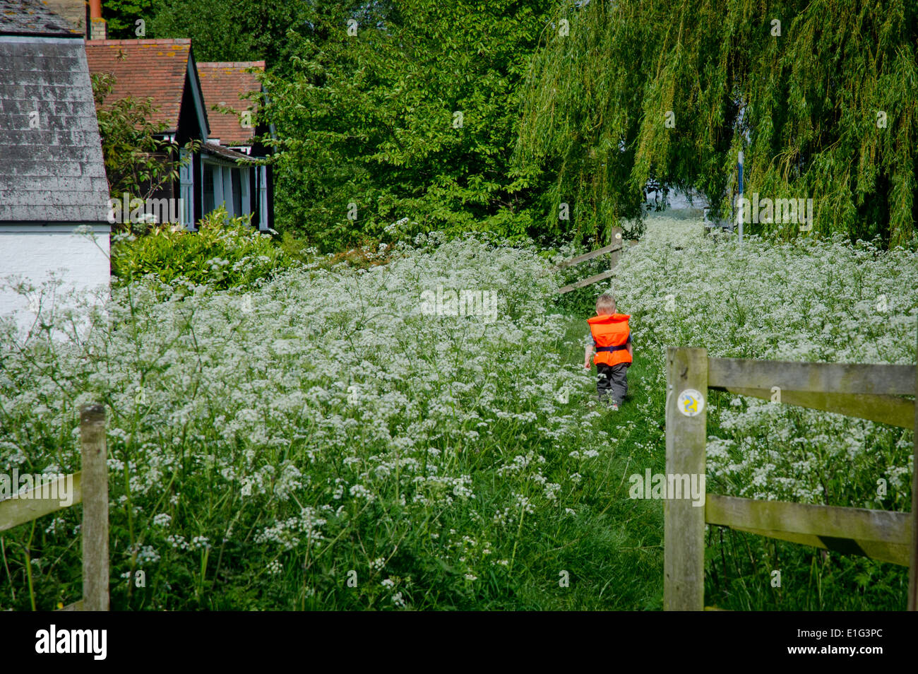 Two year old boy wearing life jacket buoyancy aid walking on tow path at Bottisham Lock on the River Cam Stock Photo