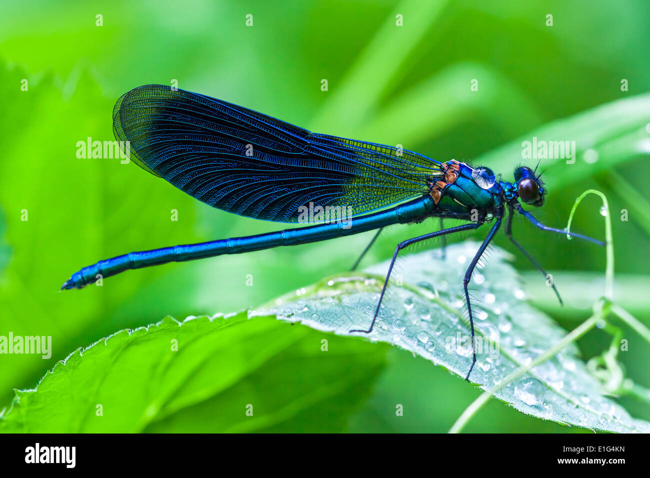 the blue dragonfly sits on a grass on a meadow Stock Photo - Alamy
