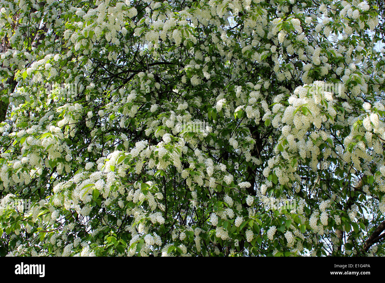 Hegg Tree big branches of bird cherry tree on thebig bush Stock Photo - Alamy