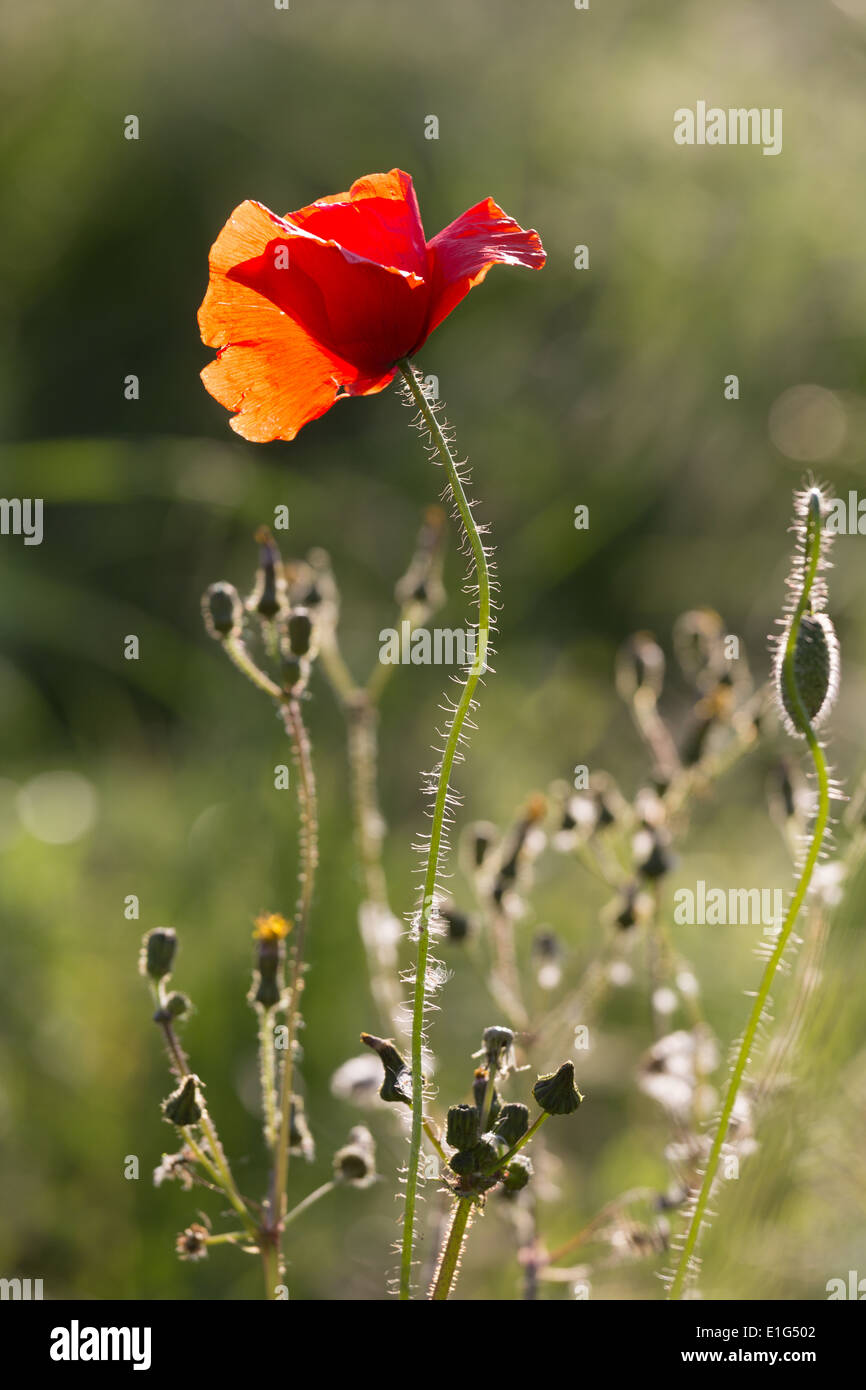Poppy, Poppies, Field, Maedow, Landscape, Val d'Orcia, Tuscany, Italy Stock Photo