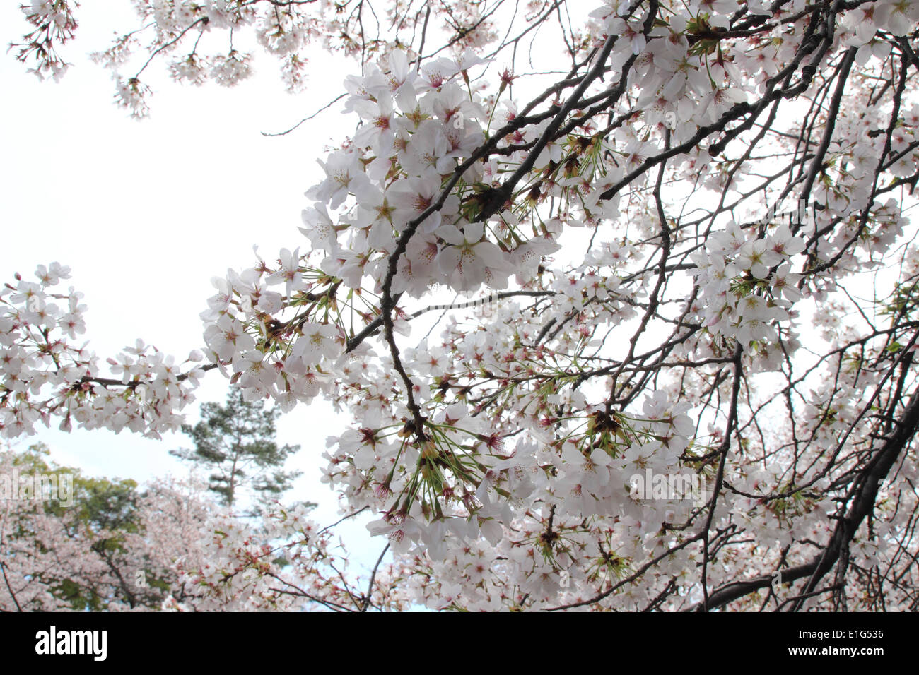 Beautiful Japanese cherry blossom, Japanese Sakura Stock Photo