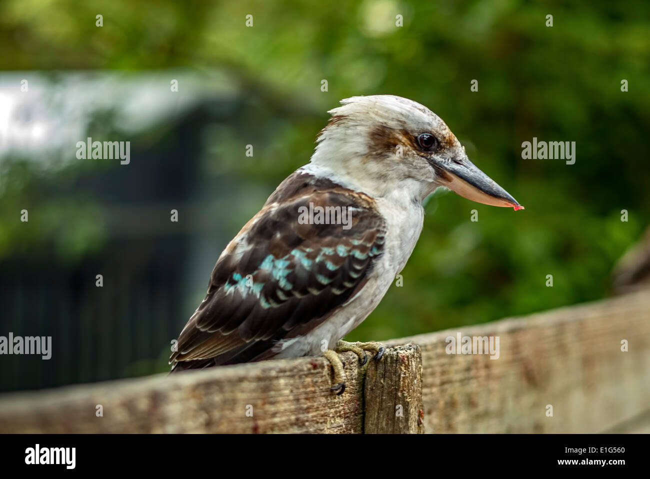Kookaburra Bird Stock Photo