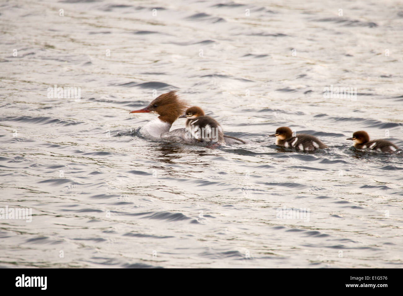 A female Goosander, Mergus merganser,with young ducklings hitching a ride on her back on the river Brathay, Stock Photo