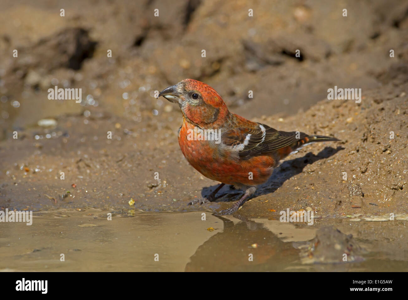 Two-barred Crossbill - Loxia leucoptera - adult male drinking Stock Photo