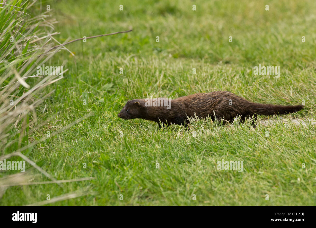 Mink stalking prey Stock Photo Alamy