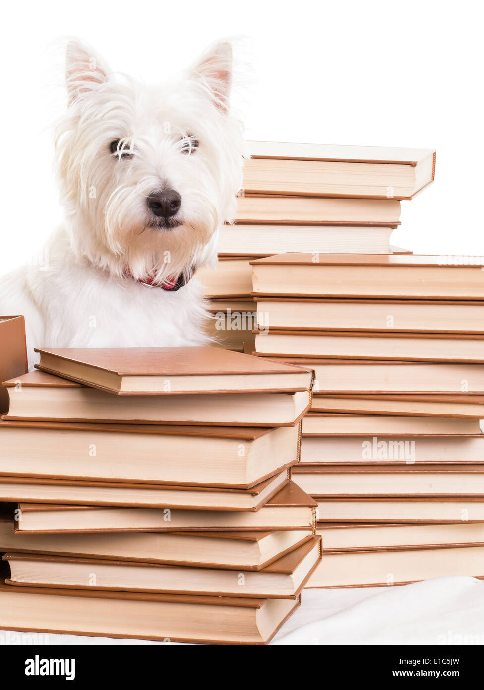 https://c8.alamy.com/comp/E1G5JW/a-cute-small-white-dog-surrounded-by-a-pile-of-books-E1G5JW.jpg
