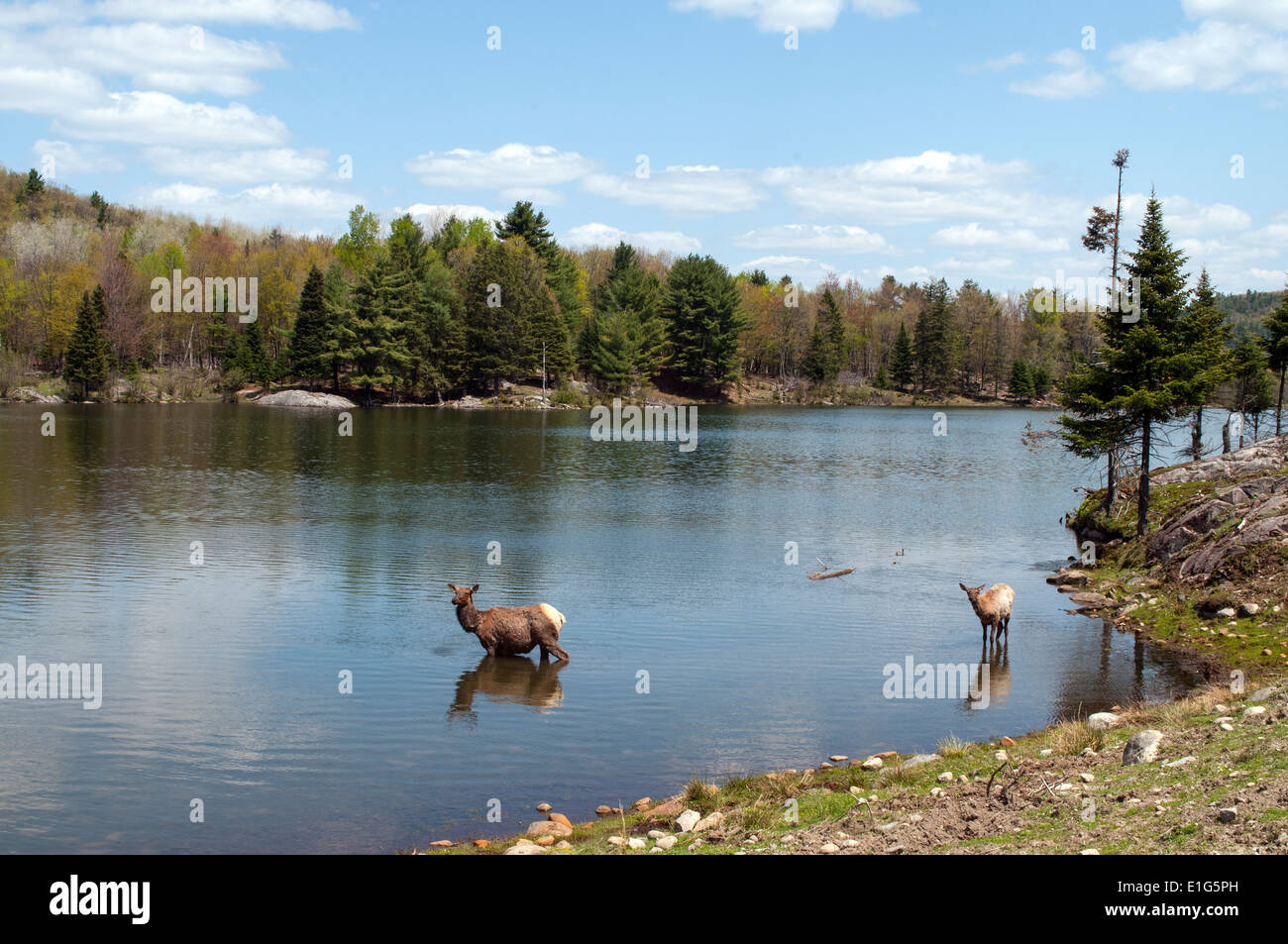 A Lake In Wilderness Canada With Wapiti Also Known As Elk (Cervus canadensis), Standing In The Water Drinking Stock Photo