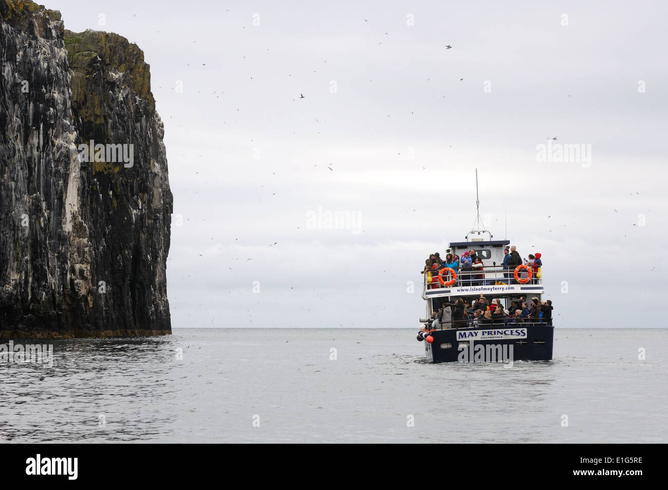 The 'May Princess' circumnavigates the Isle of May with passengers viewing the nesting sea birds on the steep cliffs. Stock Photo