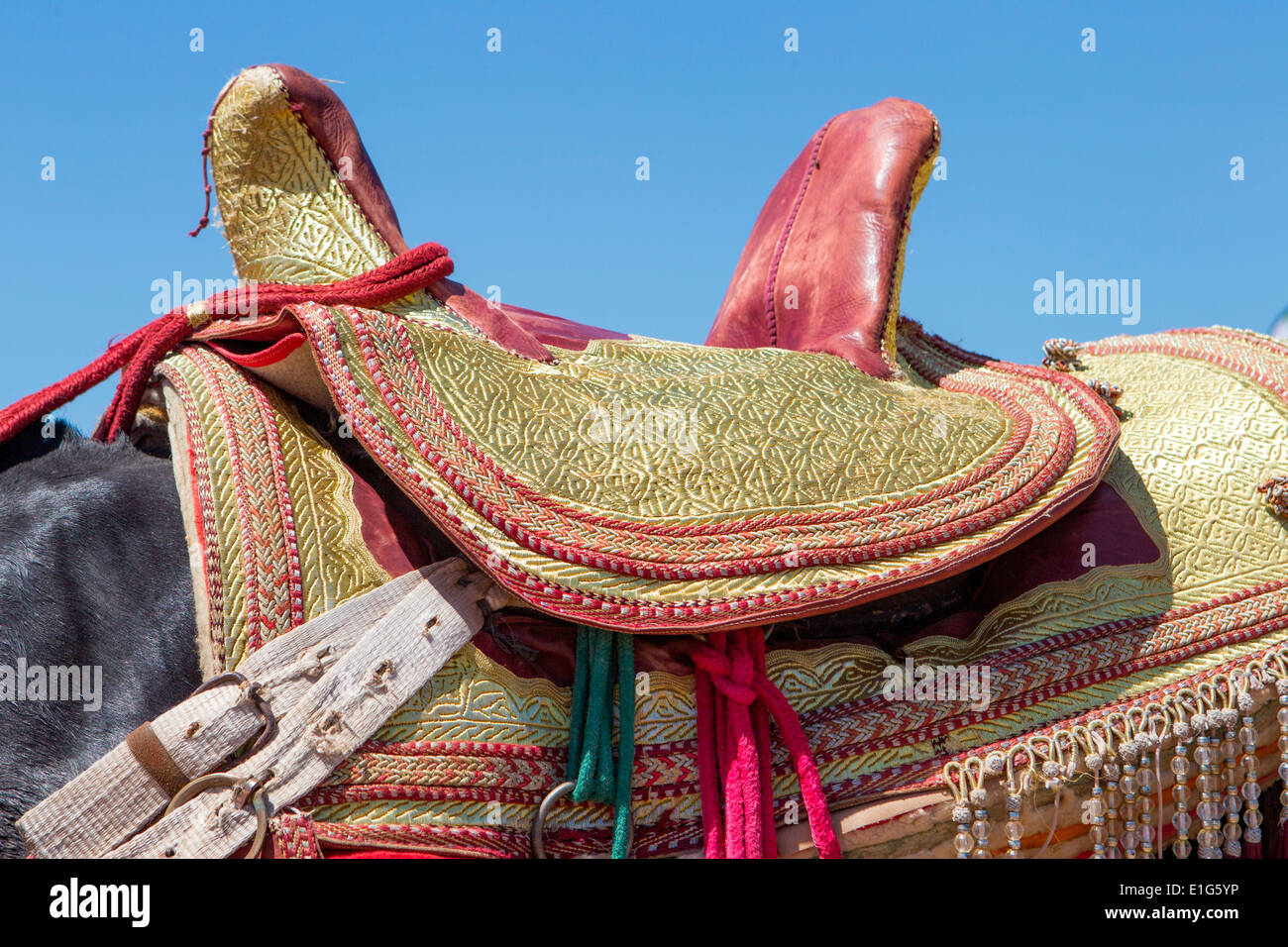 Detail of traditionally decorated Arabian Barb horses performing at a fantasia near Rabat in Morocco. Stock Photo