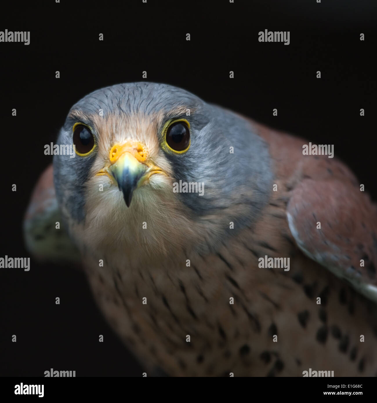 Kestrel headshot taken in controlled conditions Stock Photo