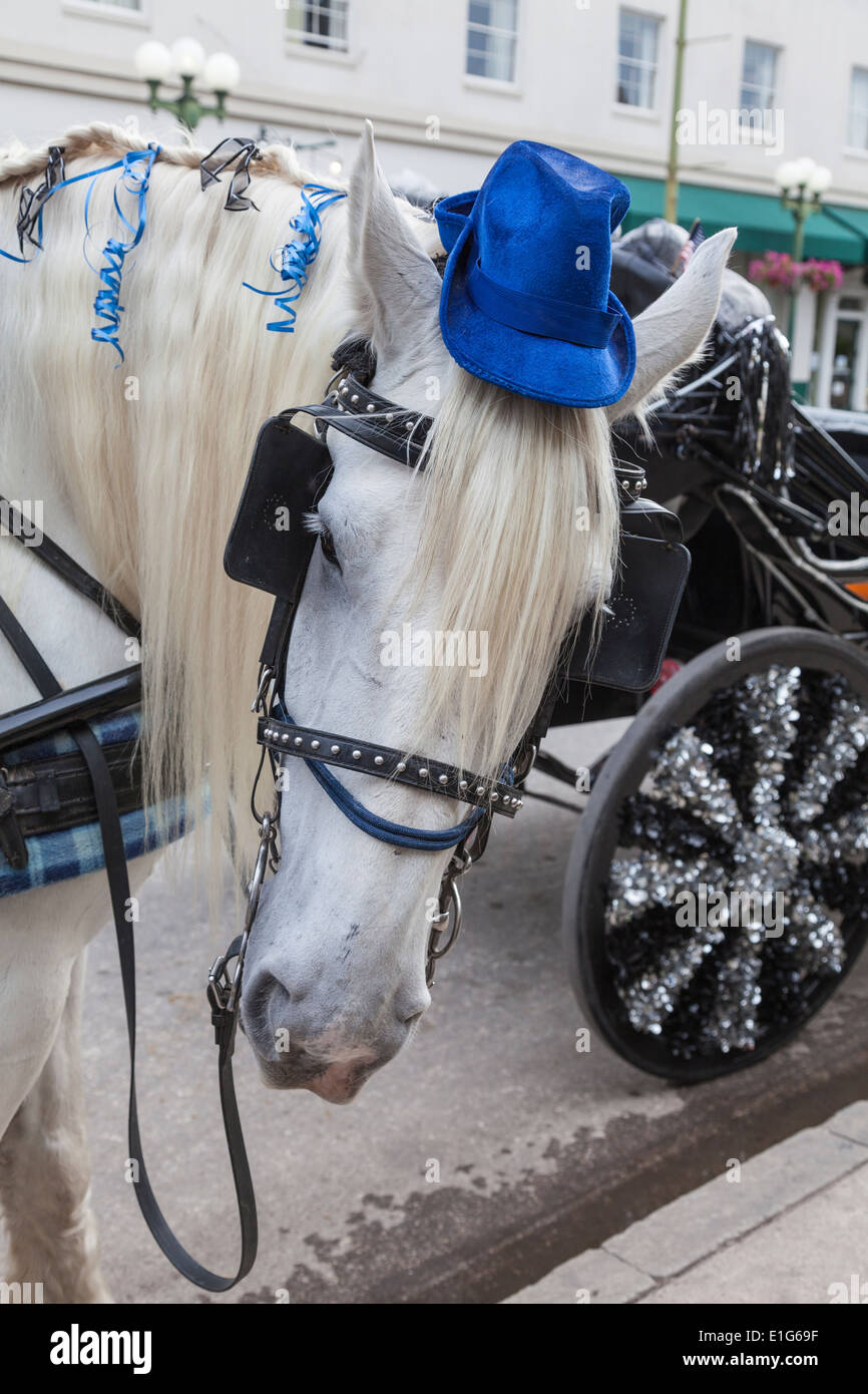 Horse and buggy tourist rides in San Antonio, at Alamo Plaza Stock
