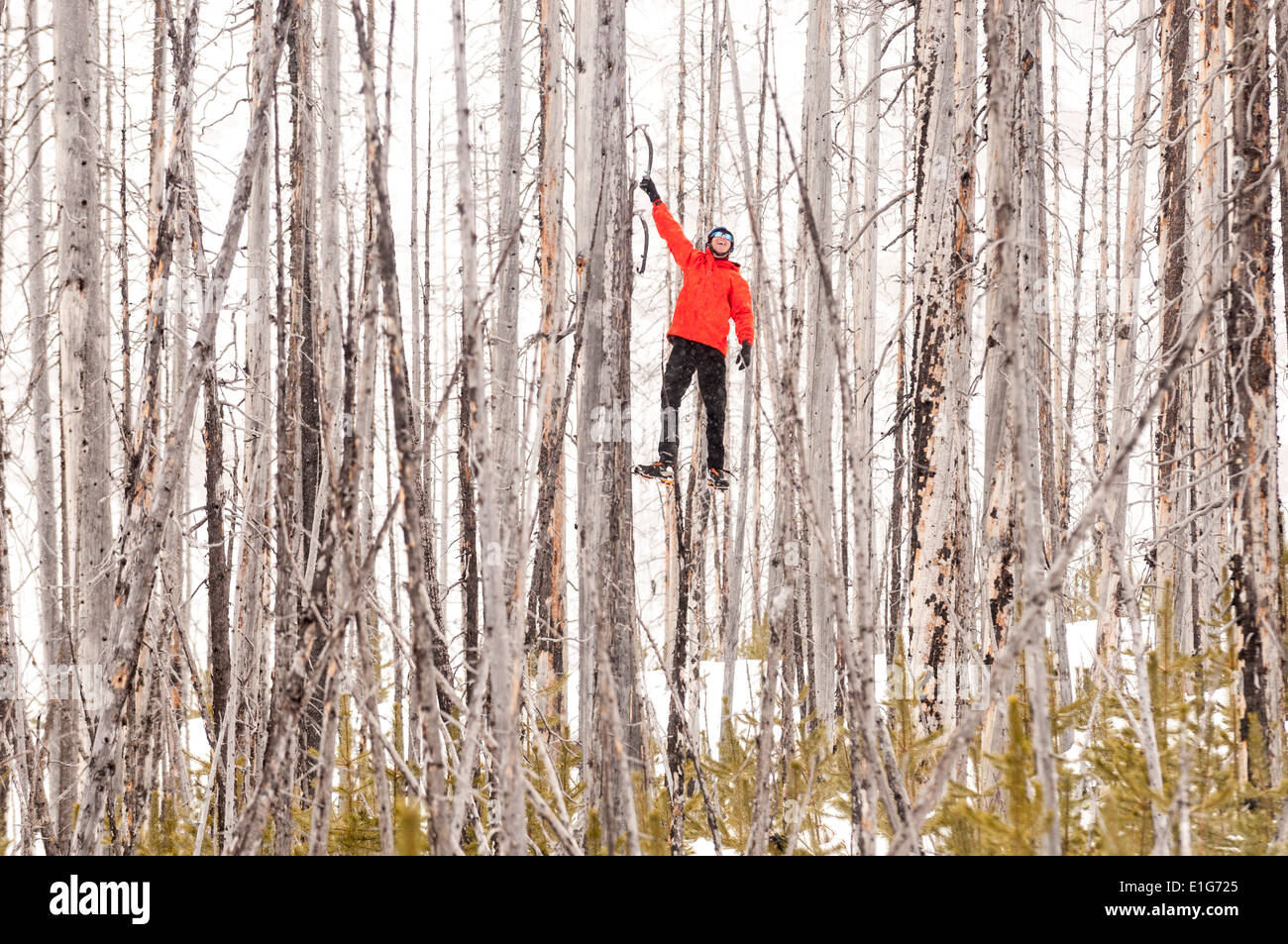 A man using ice climbing tools to climb a dead tree in a forest