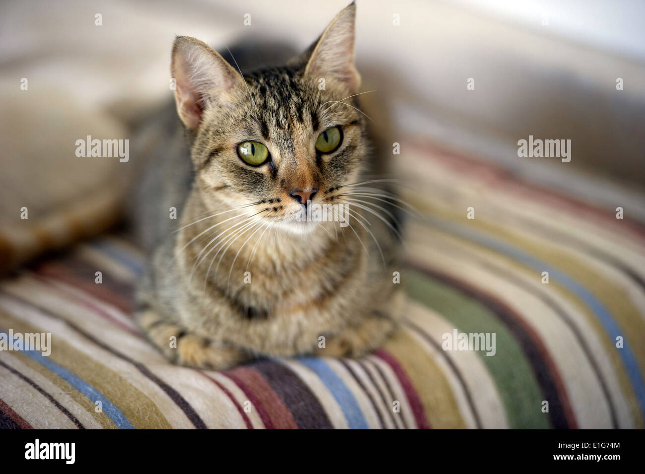 This Tabby cat is resting on a comfortable colorful blanket. Stock Photo