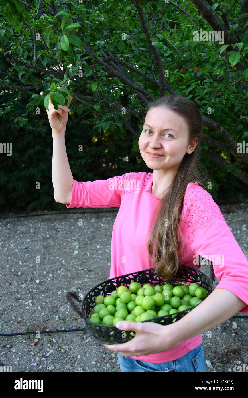 beautiful girl collecting green plums for eating Stock Photo Alamy