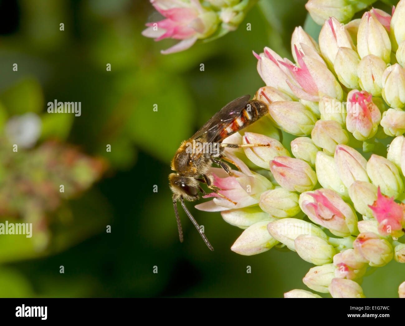 Lassioglossum calceatum - male. A solitary bee. Stock Photo