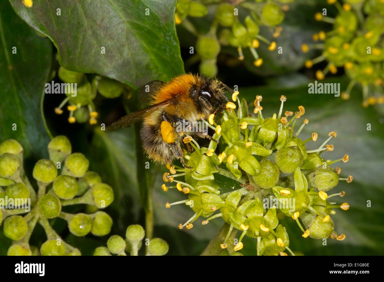 Common Carder Bee - Bombus pascuorum on Ivy. Stock Photo