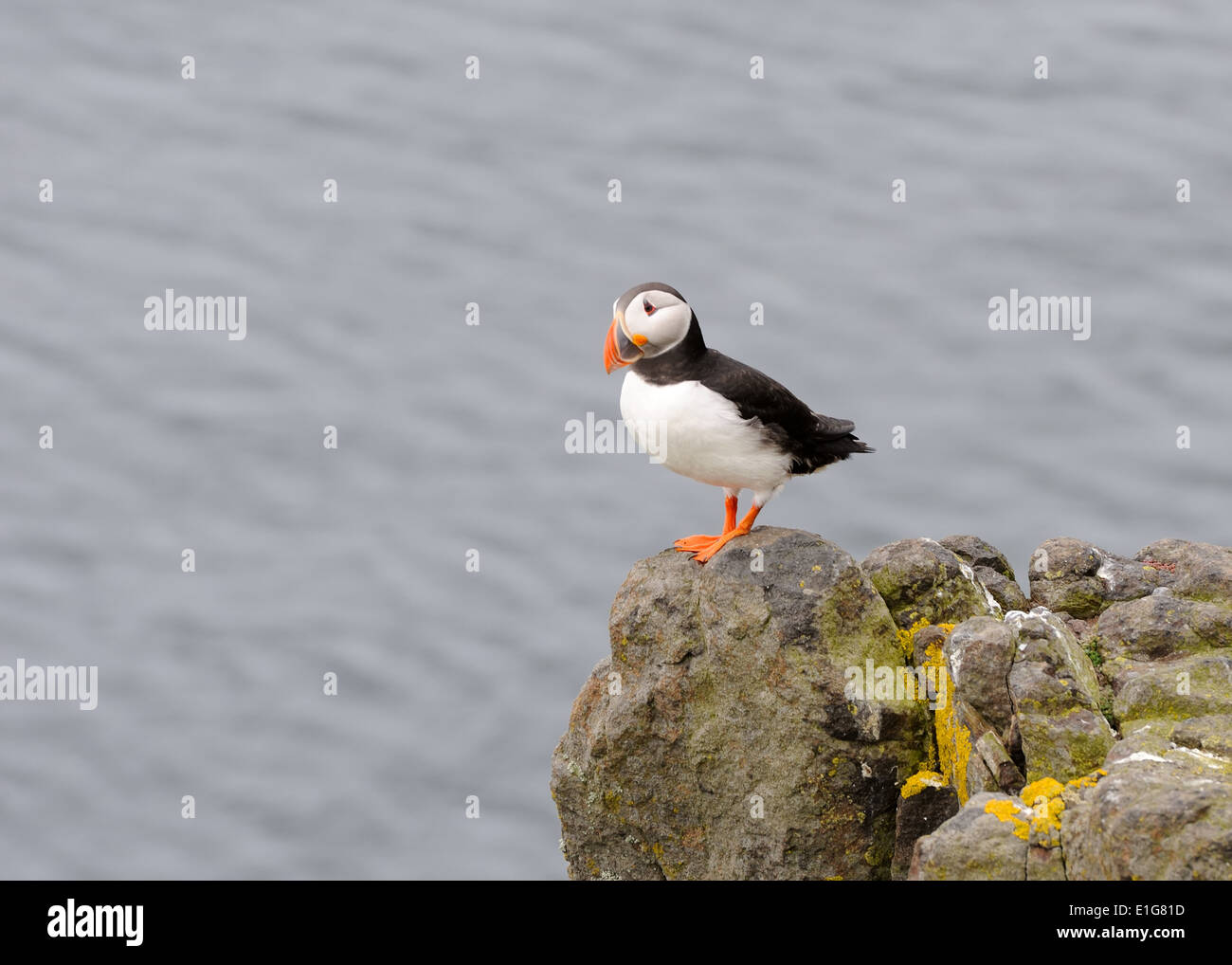 A single puffin standing on the edge of a high rock on the Isle of May, Scotland. Stock Photo