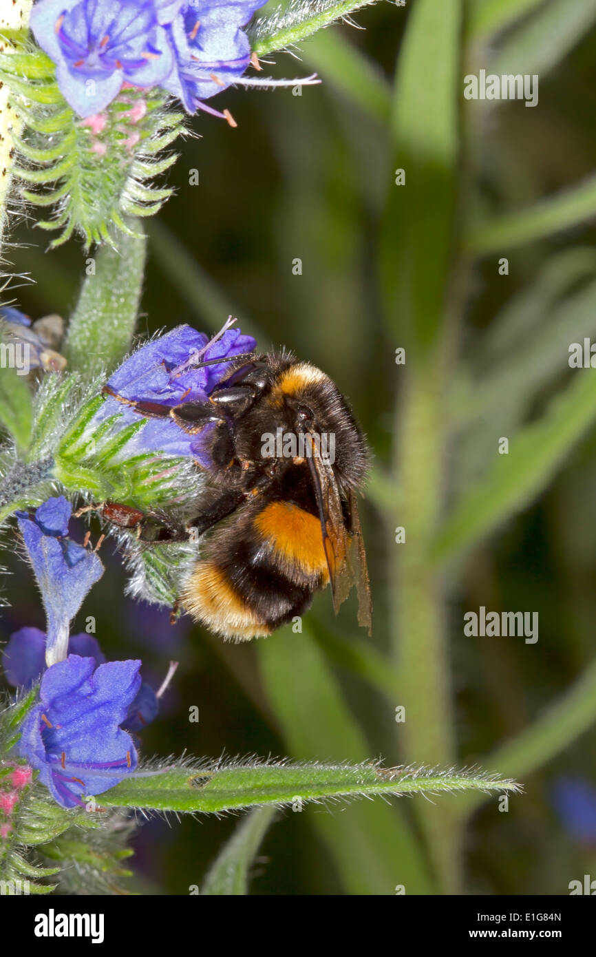 Buff tail bumblebee hi-res stock photography and images - Alamy