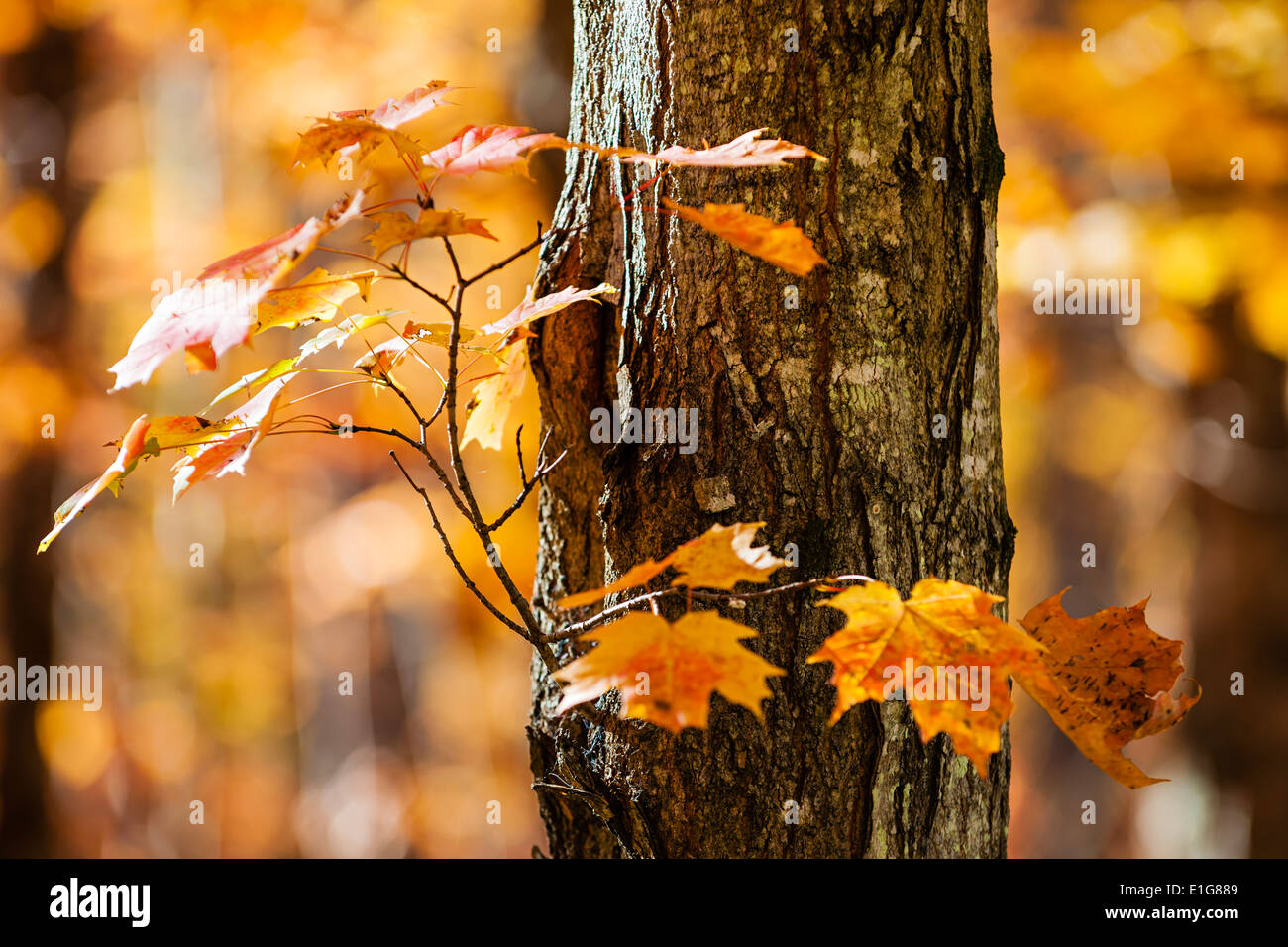 Trunk and branch of fall maple tree with bright orange foliage in sunny autumn forest Stock Photo