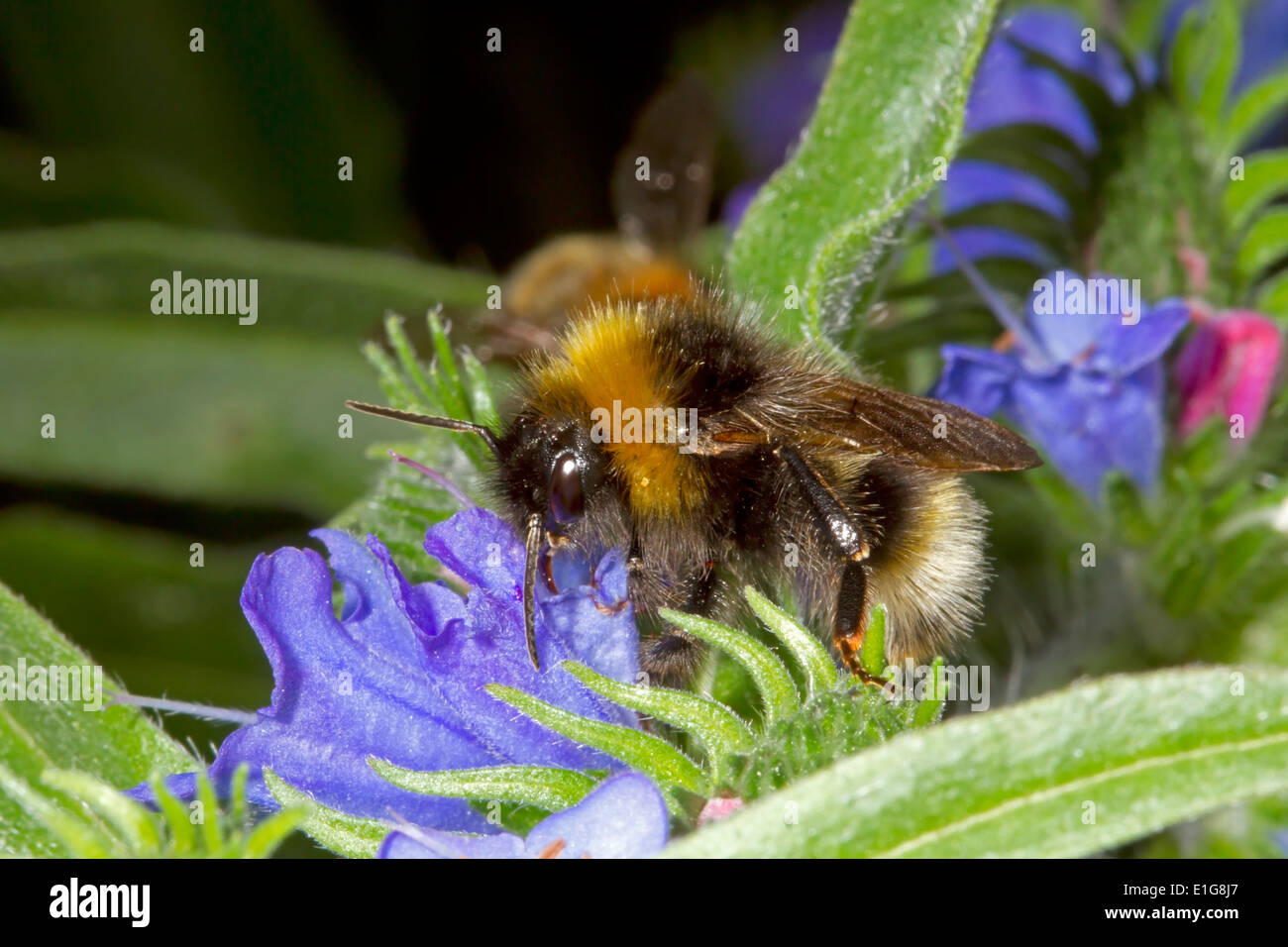 Barbut's Cuckoo Bumblebee - Bombus barbutellus - male on Viper's Bugloss. Stock Photo