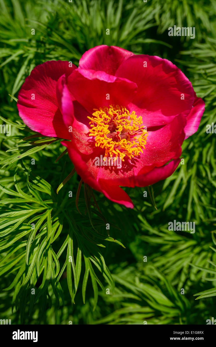 Single flower of Little Red Gem Rock Garden Peony with cutleaf foliage in full sun at Toronto Botanical Edwards Gardens Stock Photo