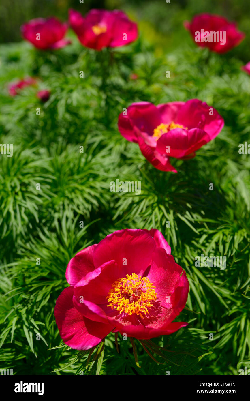 Rounded bush of Little Red Gem Rock Garden Peony with cutleaf foliage in full sun at Toronto Botanical Edwards Gardens Stock Photo