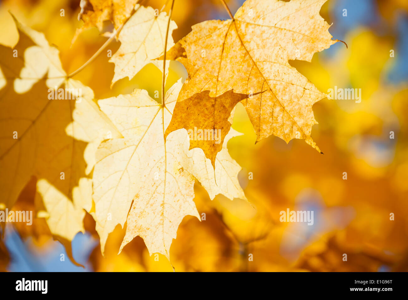Orange and yellow backlit fall maple leaves glowing in autumn sunshine with copy space Stock Photo
