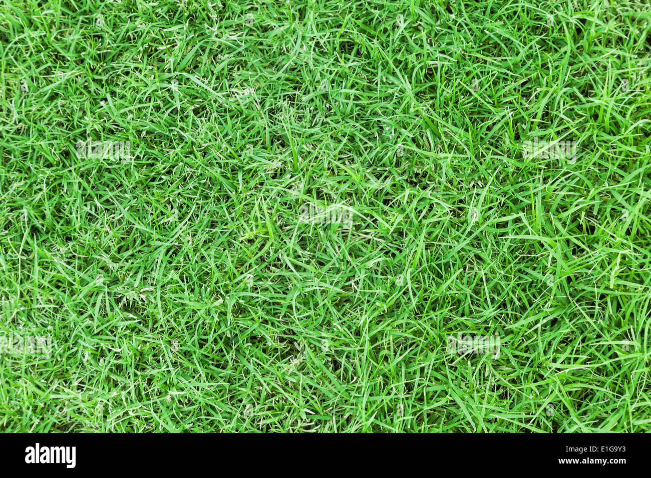 Fresh green grass closeup background photo texture Stock Photo - Alamy