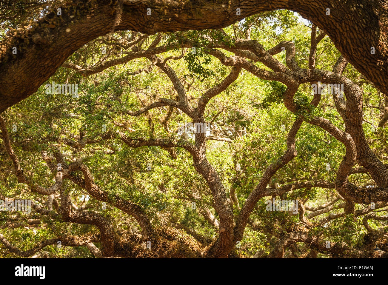 Twisting branches of an old oak tree on Anastasia Island in Saint Augustine, Florida, USA. Stock Photo