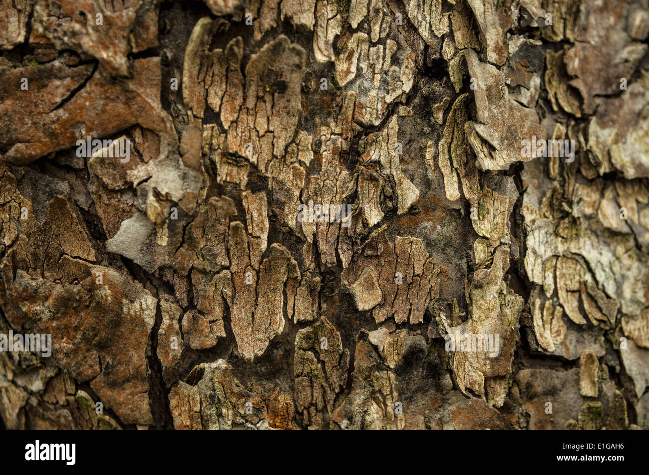 Old Wood Tree Texture Background Pattern Stock Photo - Alamy
