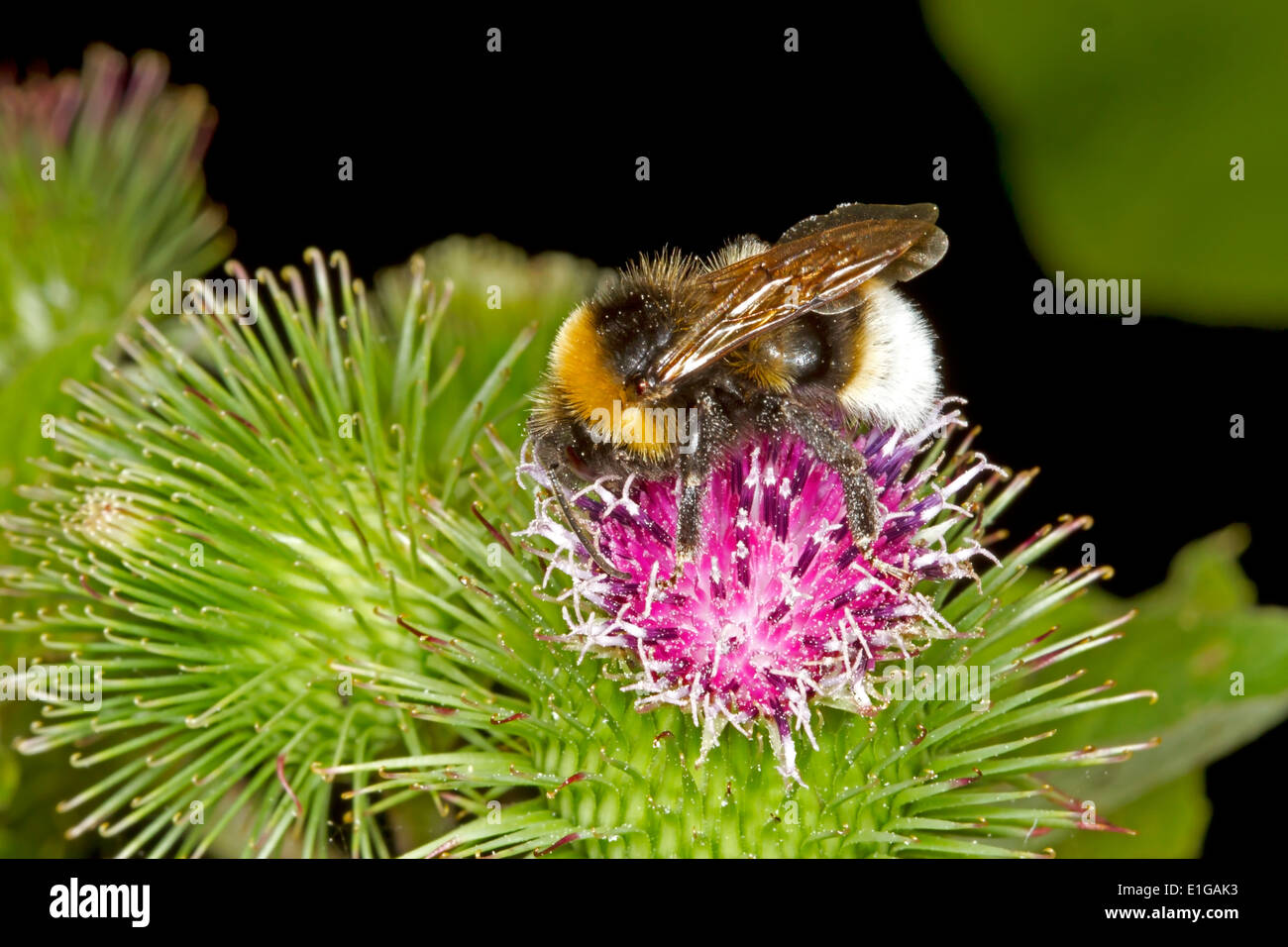 Barbut's Cuckoo Bumblebee - Bombus barbutellus Stock Photo