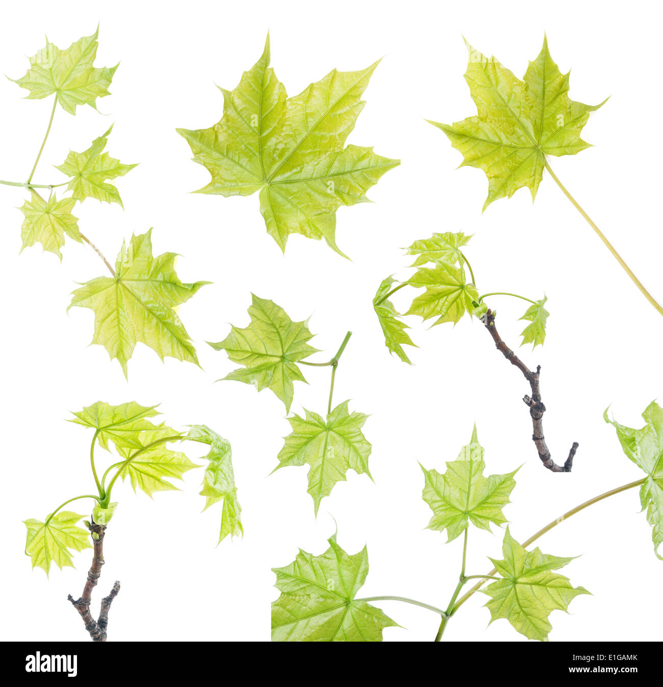 Set of green maple leaves Stock Photo - Alamy