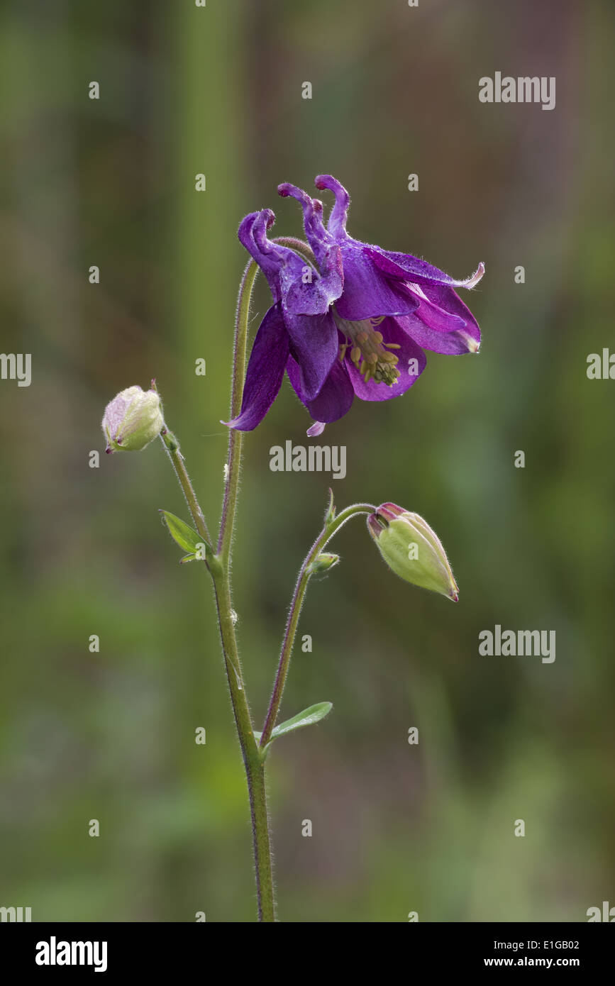 columbine aquilegia vulgaris in flower Stock Photo
