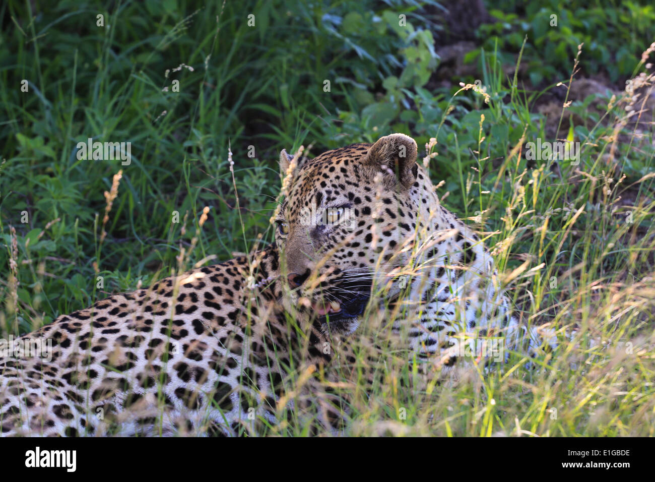 A leopard, one of the big 5 animals, rests in the shade at the Sabi Sands Game Reserve, Kruger National Park, South Africa. Stock Photo