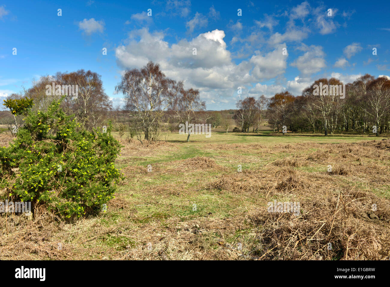 New forest lyndhurst hi-res stock photography and images - Alamy