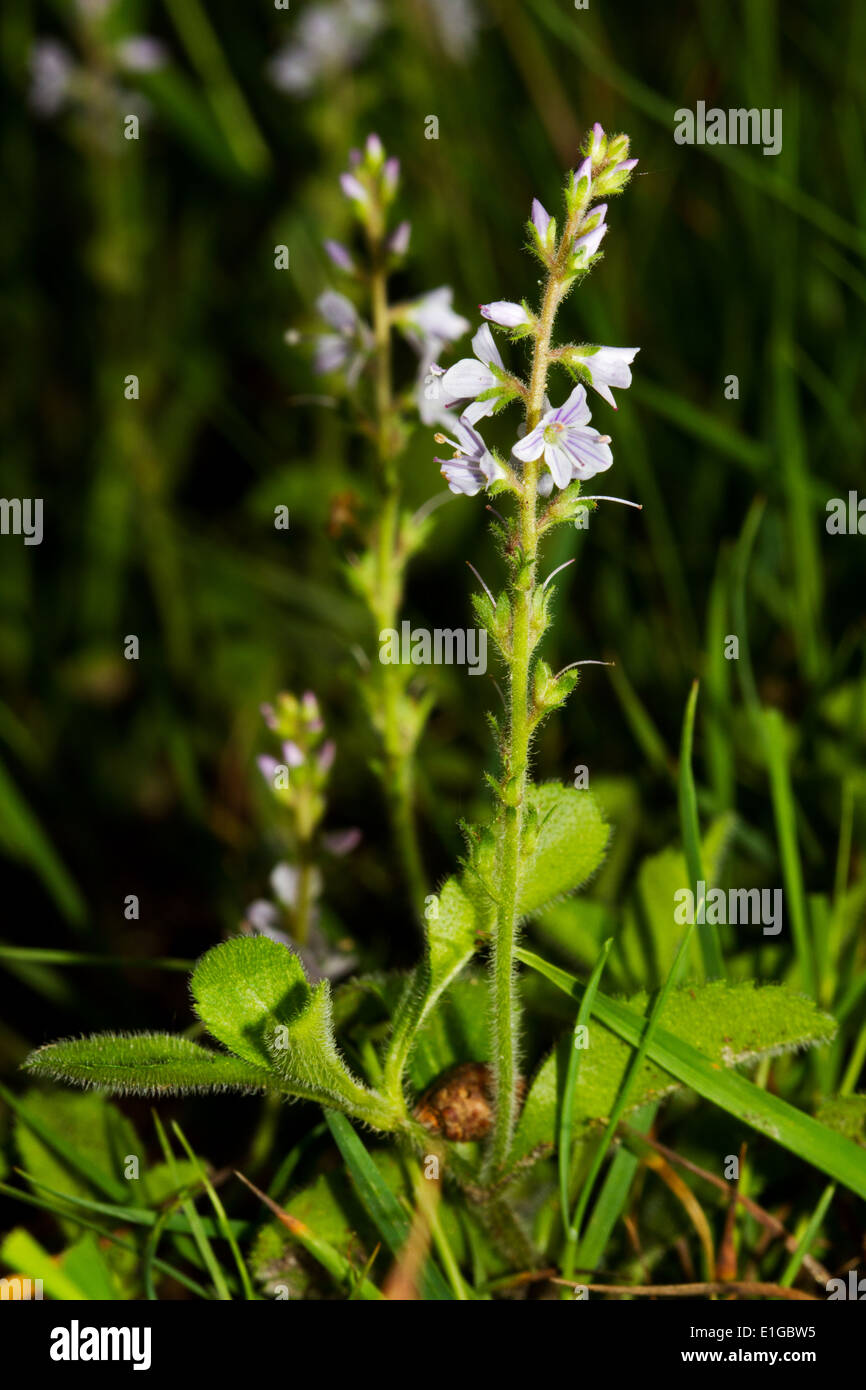 The hairy leaves and violet flowers of Heath speedwell Stock Photo