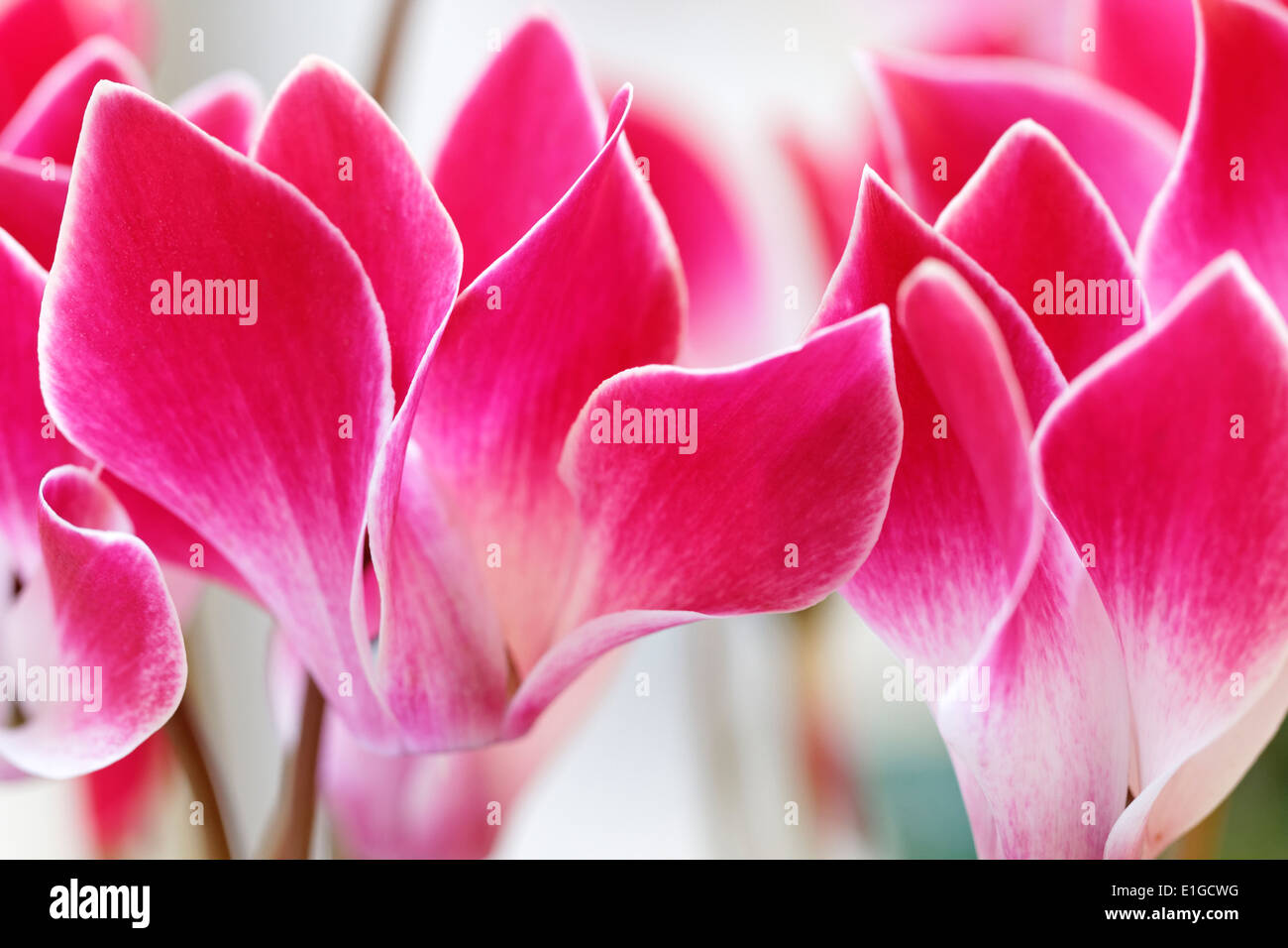 Flowers of Cyclamen Tianis Fantasia, Rose flame Stock Photo