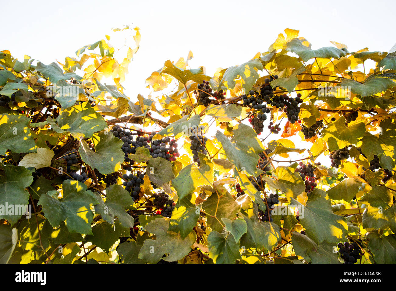 Red grapes ripen on a vine in the finger lakes region of upstate, NY