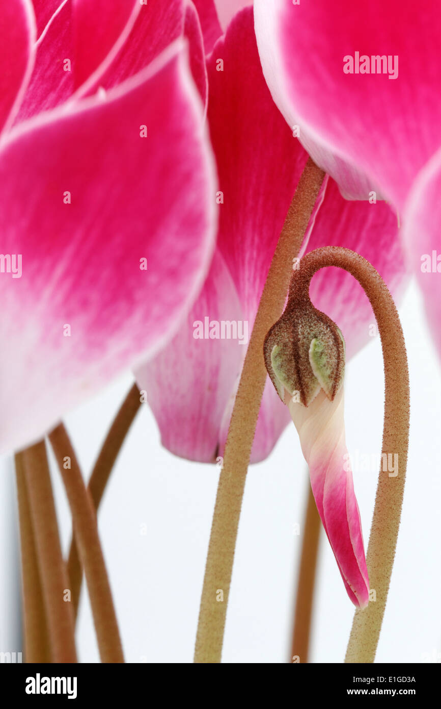 Flowers and buds of Cyclamen Tianis Fantasia, Rose flame Stock Photo
