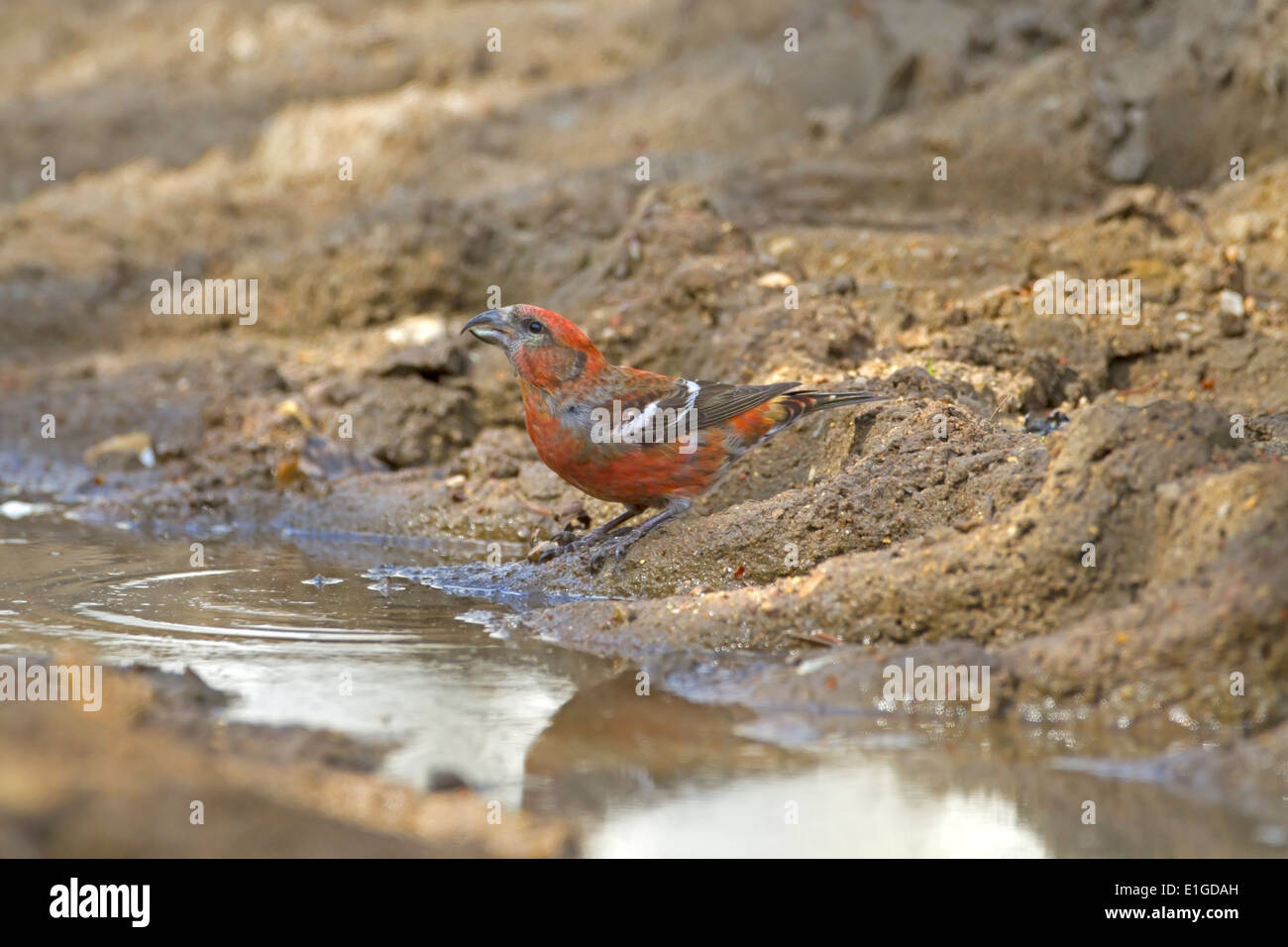 Two-barred Crossbill - Loxia leucoptera - adult male drinking Stock Photo