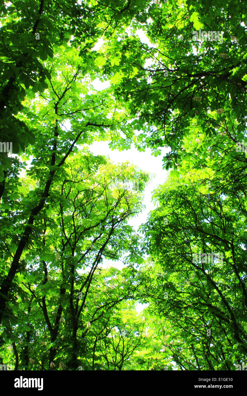 Crowns of green trees in the old park Stock Photo - Alamy