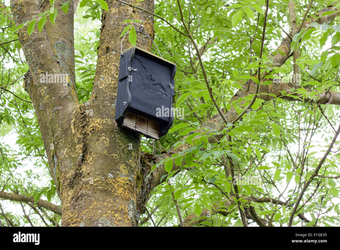 Bat box near modern housing development, note landing board at bottom, self cleaning as dropping fall to ground. Stock Photo