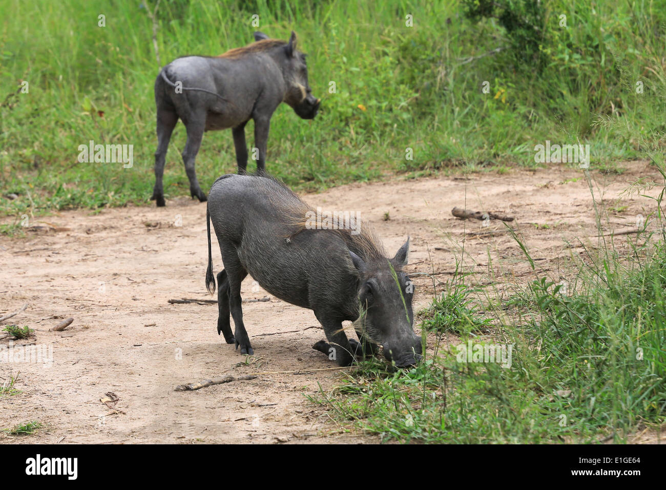Warthogs grazing on grass at the Sabi Sands Game Reserve, Kruger National Park, South Africa. Stock Photo