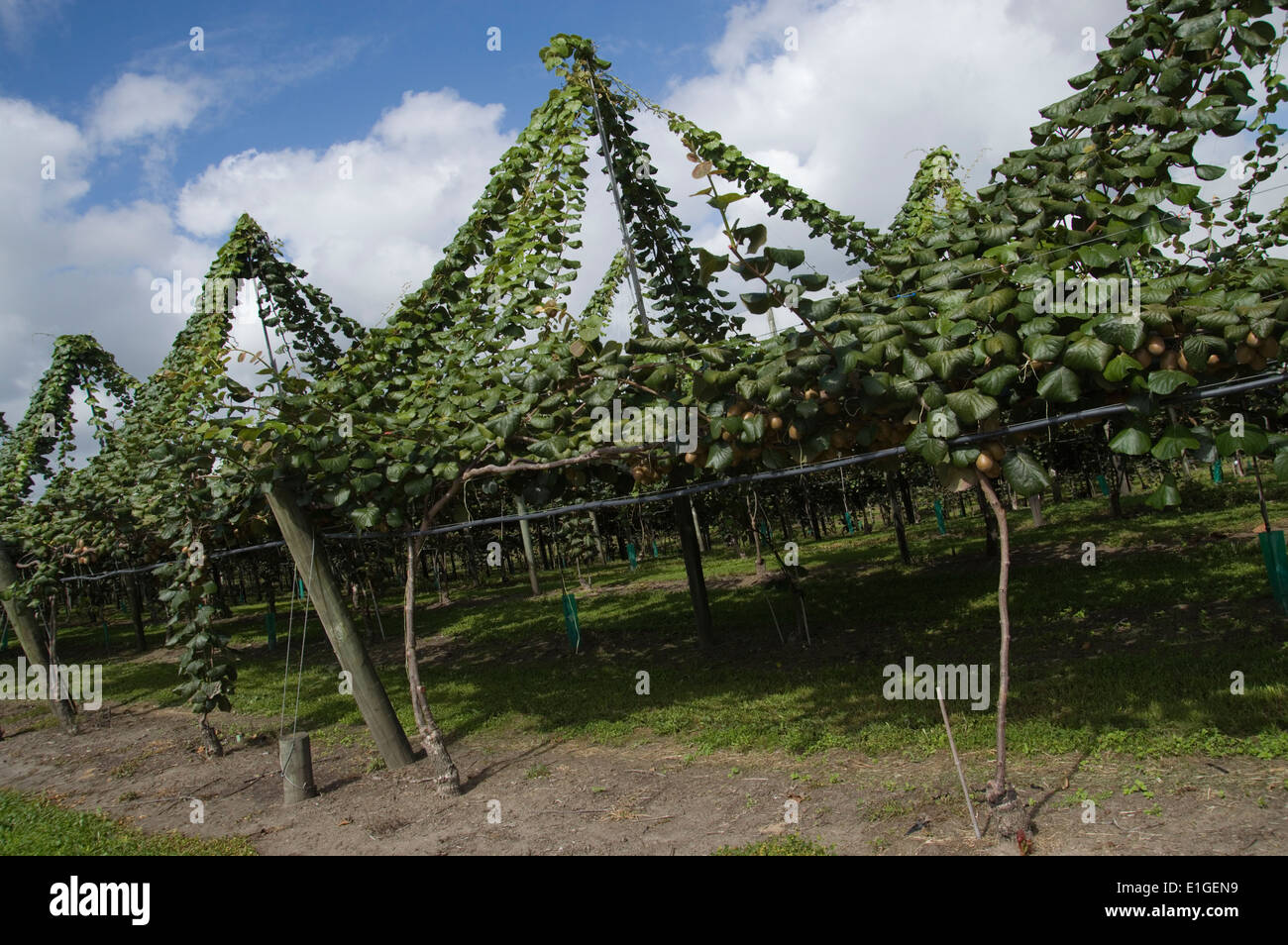 Kiwi Fruit growing in New Zealand Stock Photo Alamy
