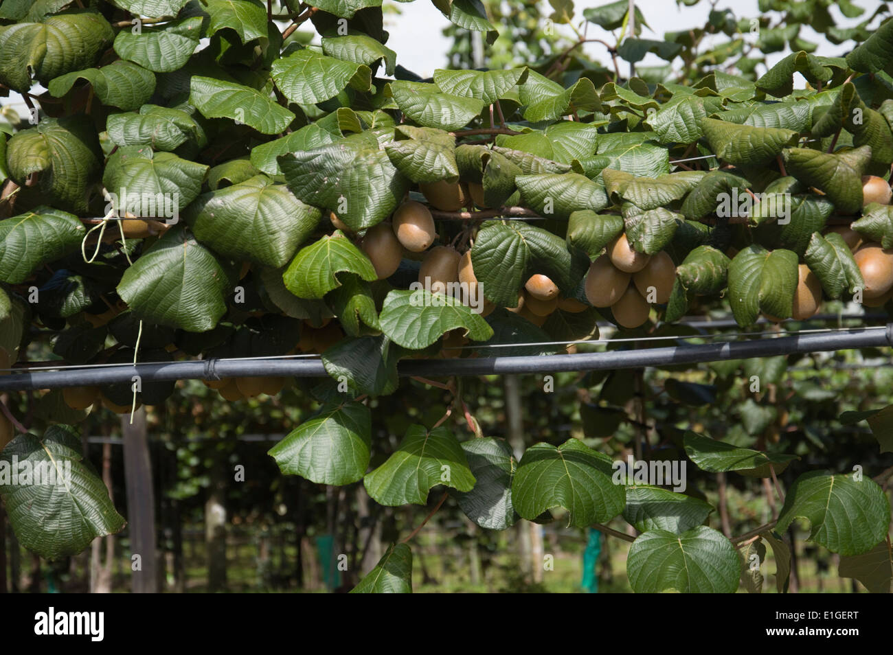 Kiwi Fruit growing in New Zealand Stock Photo Alamy