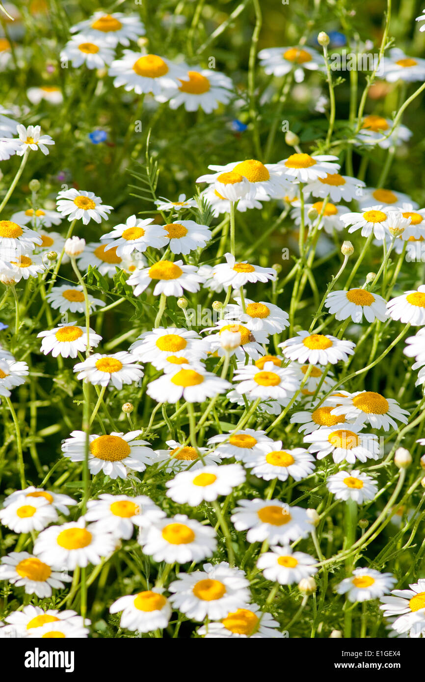 Daisy daisies nature bloom hires stock photography and images Alamy