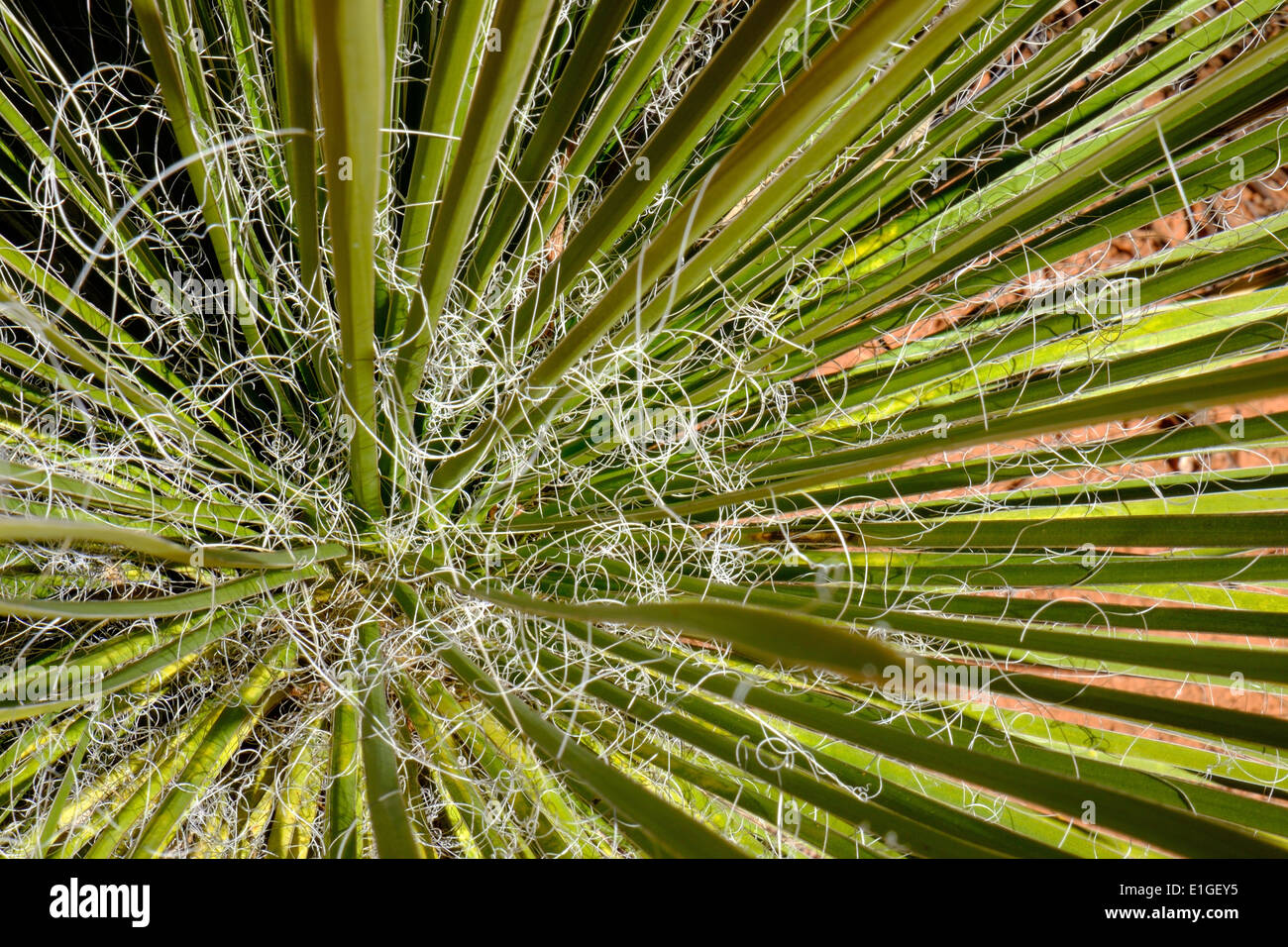 Bear grass (Nolina microcarpa) sometimes called basket grass, in a desert canyon near Sedona, Arizona, USA. Stock Photo
