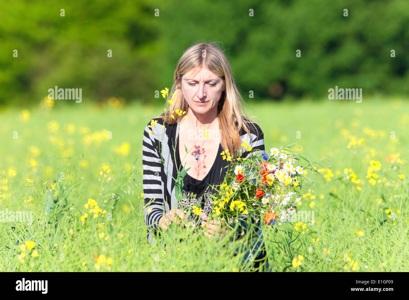 Woman Picking Wild Flowers on the Meadow in Spring Stock Photo